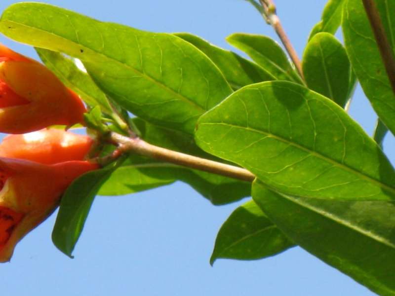 Residential Pest Control Residential Pest Control